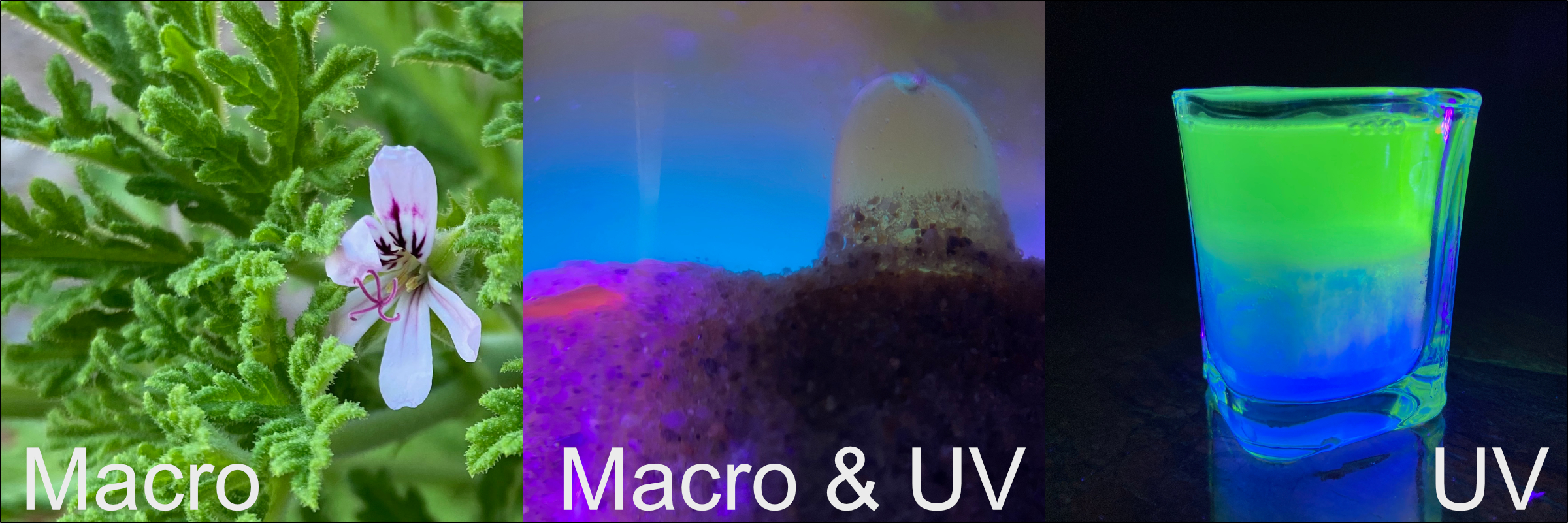Macro_and_UV.jpg